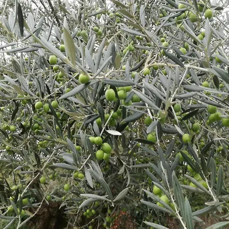 Chez Gwen Et Flo 住宿加早餐酒店 绍莱