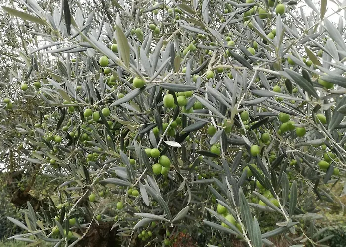 Chez Gwen Et Flo 住宿加早餐酒店 绍莱